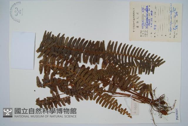 腎蕨藏品圖，第1張