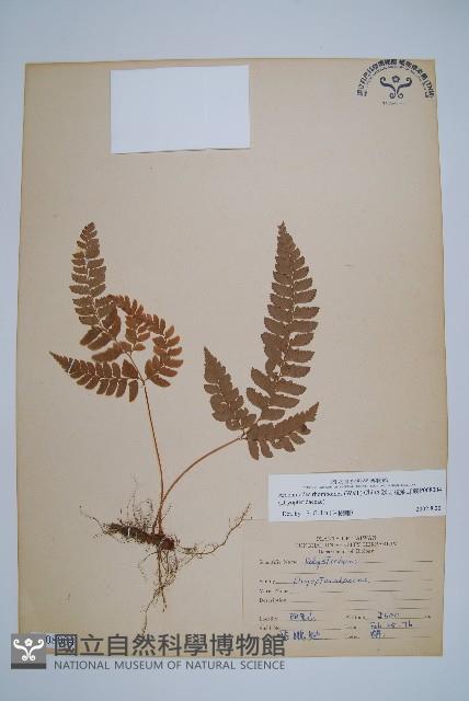 斜方複葉耳蕨藏品圖，第1張