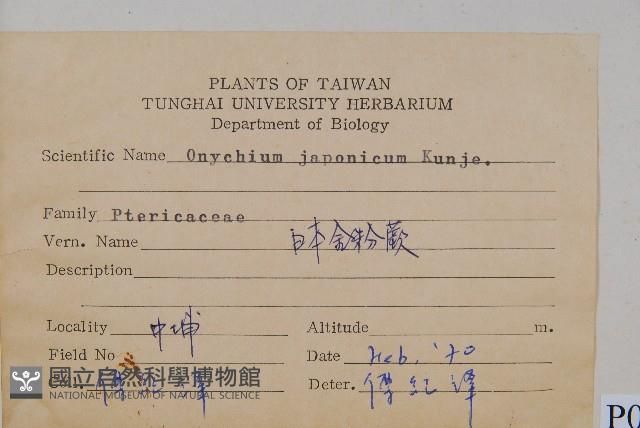 日本金粉蕨藏品圖，第2張