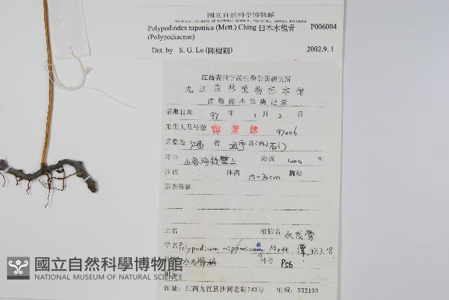 日本水龍骨藏品圖，第2張