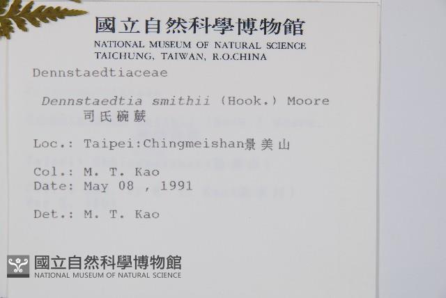 司氏碗蕨藏品圖，第2張