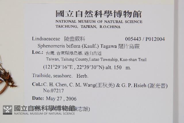 闊片烏蕨藏品圖，第2張