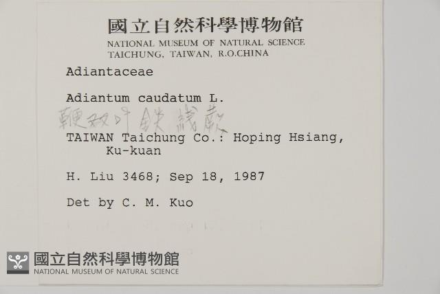 鞭葉鐵線蕨藏品圖，第2張