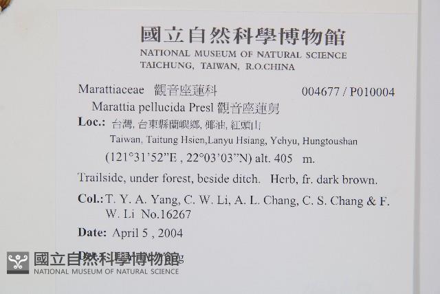 觀音座蓮舅藏品圖，第2張