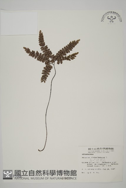 扇葉鐵線蕨藏品圖，第1張