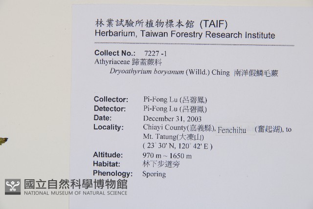 南洋假鱗毛蕨藏品圖，第2張