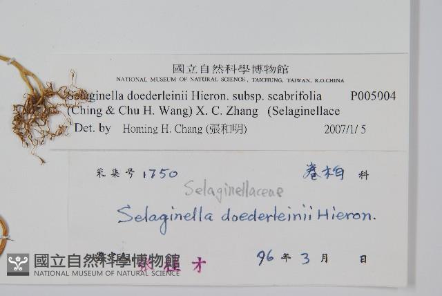 登錄號:P005004藏品圖，第2張