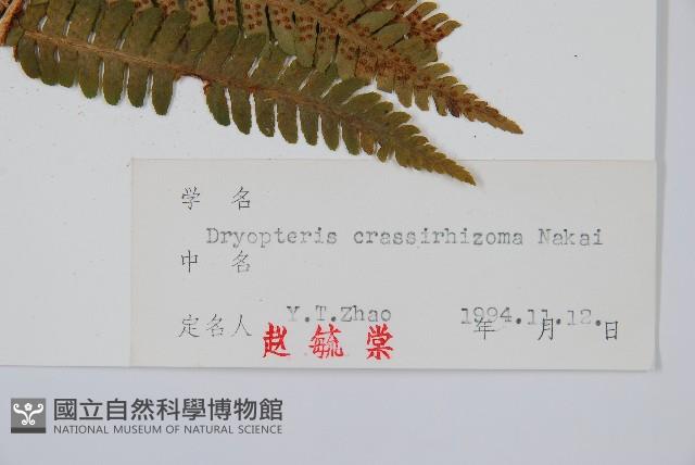 綿馬鱗毛蕨藏品圖，第2張