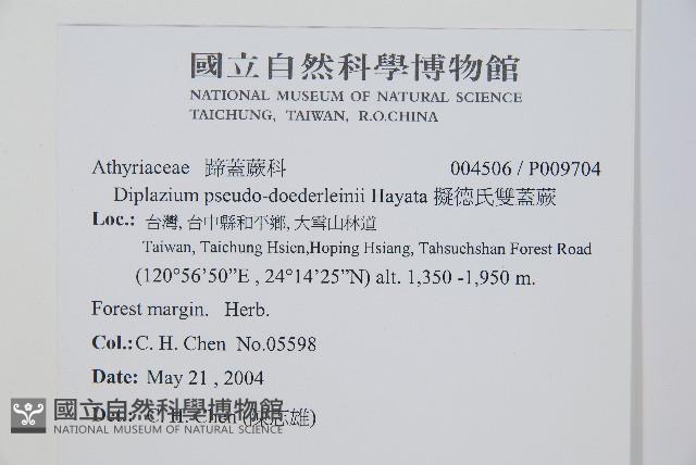 擬德氏雙蓋蕨藏品圖，第2張