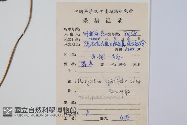 戟葉聖蕨藏品圖，第2張