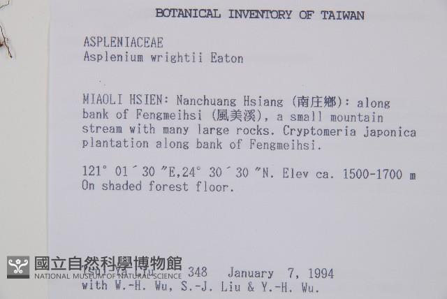 鋸齒雙蓋蕨、線葉雙蓋蕨、刺鱗雙蓋蕨藏品圖，第2張