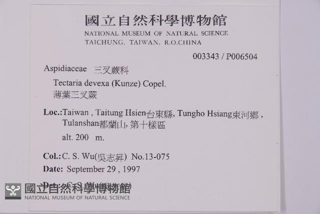 薄葉三叉蕨藏品圖，第2張