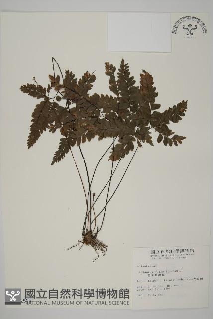 扇葉鐵線蕨藏品圖，第1張