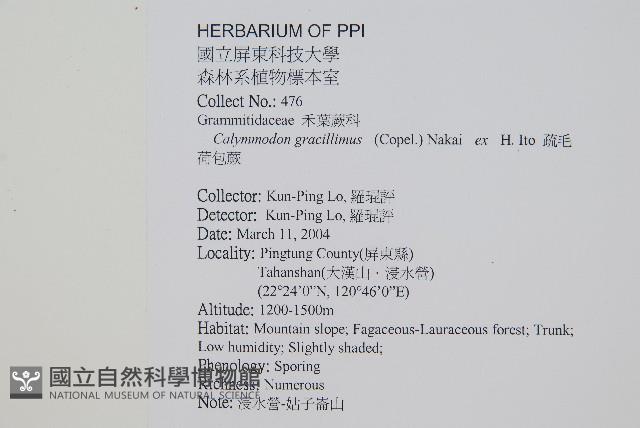 姬荷苞蕨藏品圖，第2張