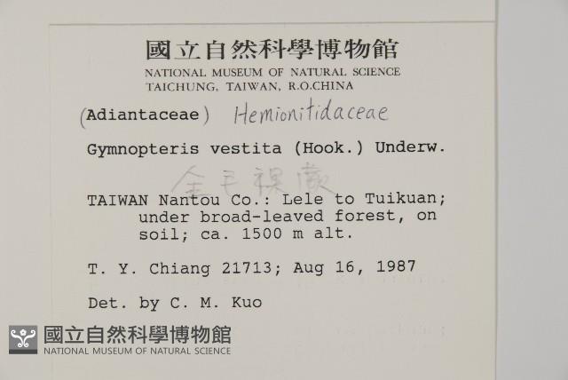 金毛裸蕨藏品圖，第2張