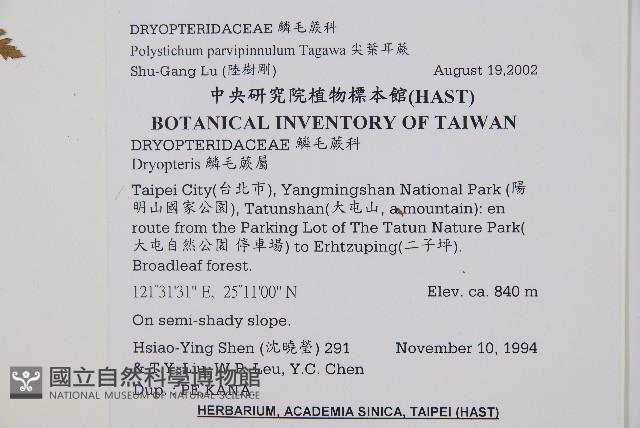尖葉耳蕨藏品圖，第2張
