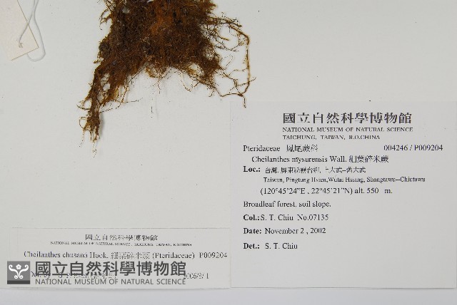 細葉碎米蕨藏品圖，第2張