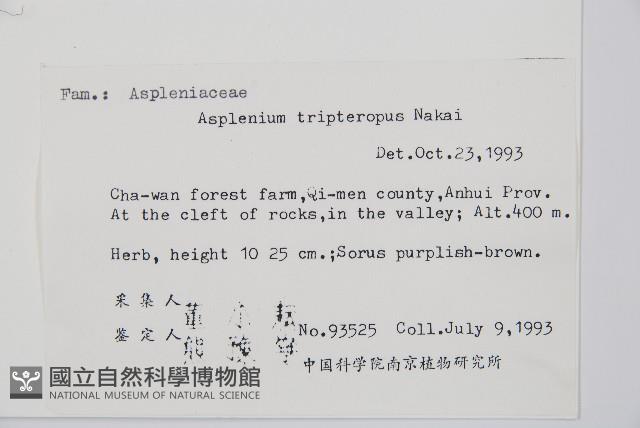 三翅鐵角蕨藏品圖，第2張
