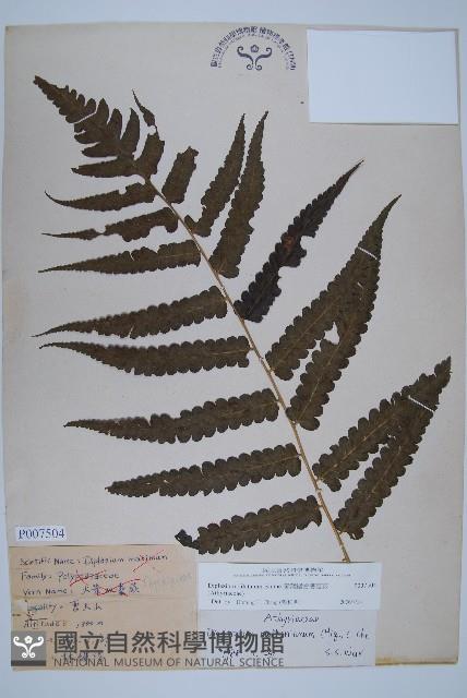 廣葉鋸齒雙蓋蕨藏品圖，第1張