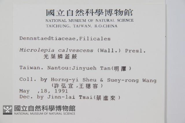 光葉鱗蓋蕨藏品圖，第5張