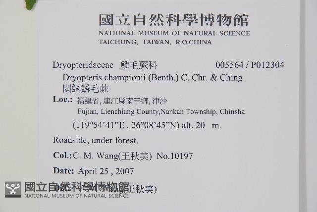 闊鱗鱗毛蕨藏品圖，第2張