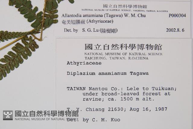 奄美短腸蕨藏品圖，第2張