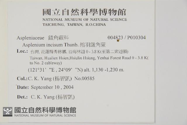 縮羽鐵角蕨藏品圖，第2張