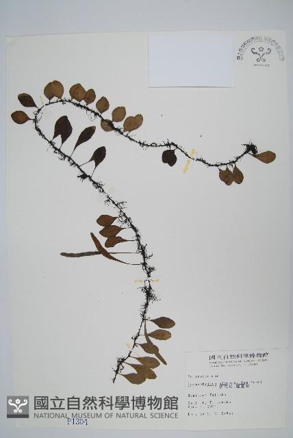 抱樹蕨、伏石蕨藏品圖，第1張