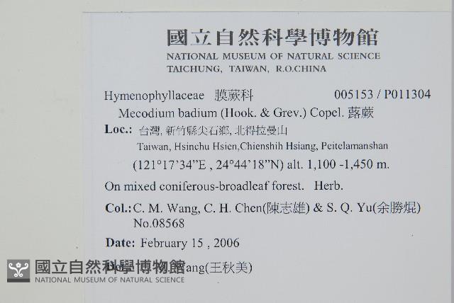 蕗蕨藏品圖，第2張