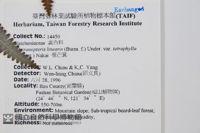 蔓芒萁藏品圖，第2張