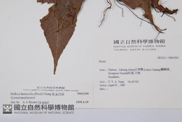 尾葉實蕨藏品圖，第2張