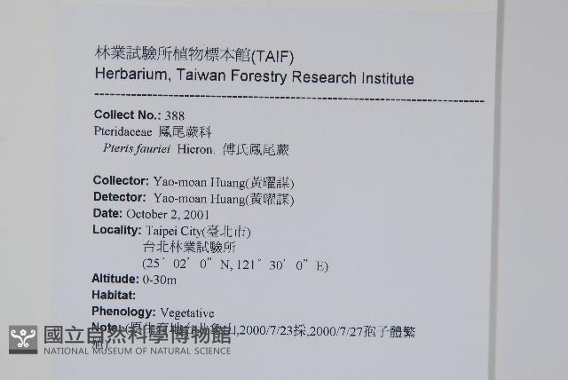 傅氏鳳尾蕨藏品圖，第2張