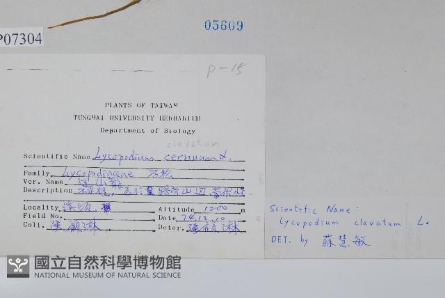 石松藏品圖，第2張