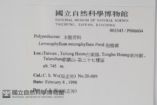 抱樹蕨、伏石蕨藏品圖，第2張