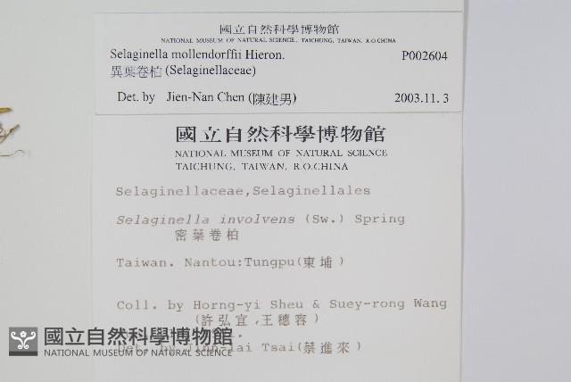 異葉卷柏藏品圖，第2張