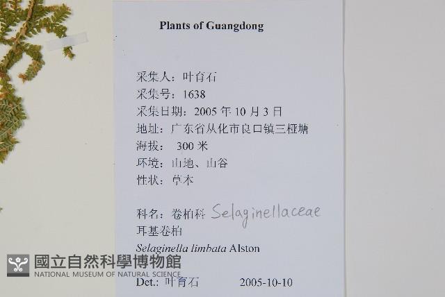 具邊卷柏藏品圖，第2張