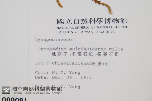 地刷子、多穗石松藏品圖，第2張