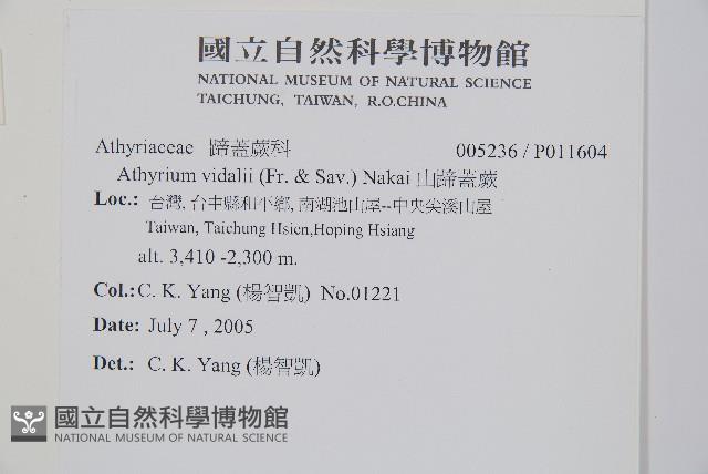 山蹄蓋蕨藏品圖，第2張