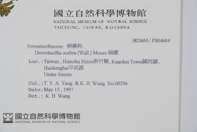 姬蕨藏品圖，第2張