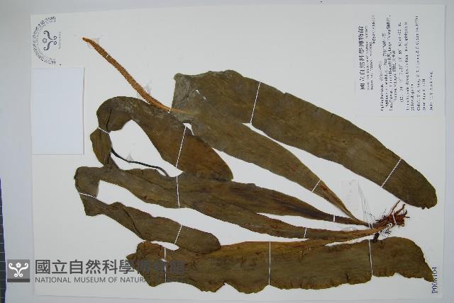 帶狀瓶爾小草藏品圖，第1張