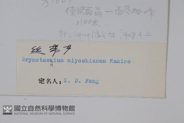 二條線蕨藏品圖，第2張