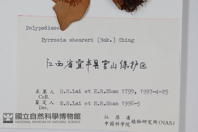 盧山石葦藏品圖，第2張