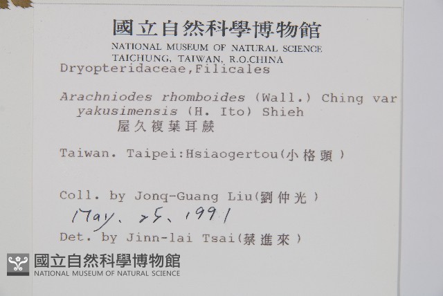 小葉複葉耳蕨藏品圖，第2張