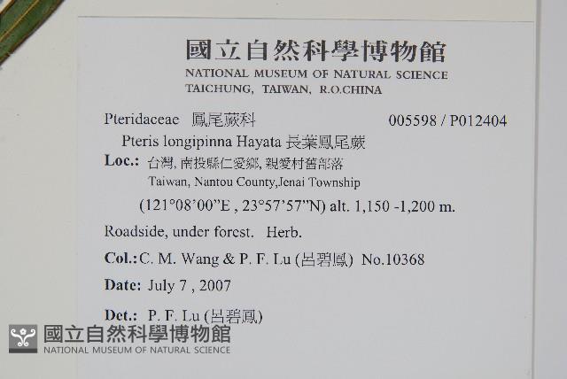 長葉鳳尾蕨藏品圖，第2張