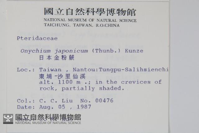 日本金粉蕨藏品圖，第2張