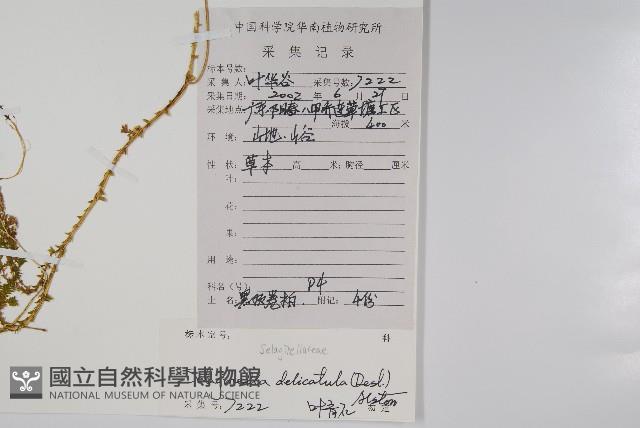 全緣卷柏藏品圖，第2張