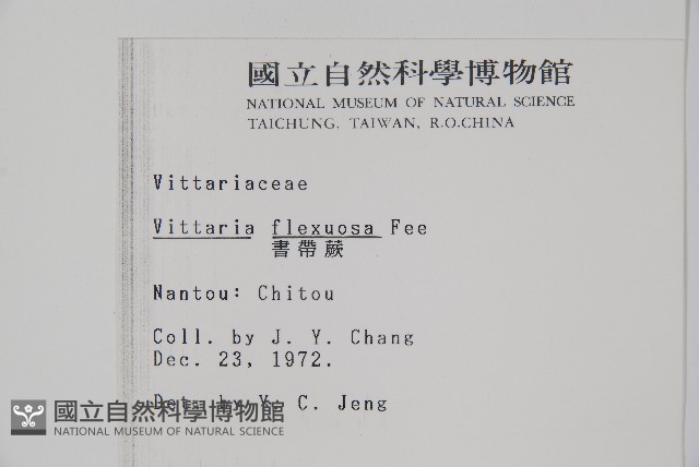 書帶蕨藏品圖，第2張