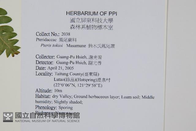 鈴木氏鳳尾蕨藏品圖，第2張