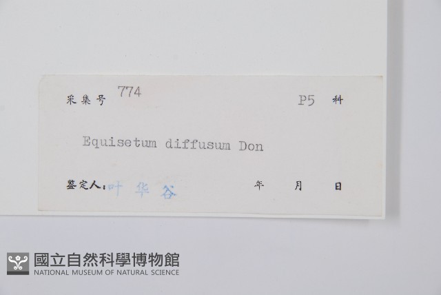 散生木賊藏品圖，第2張