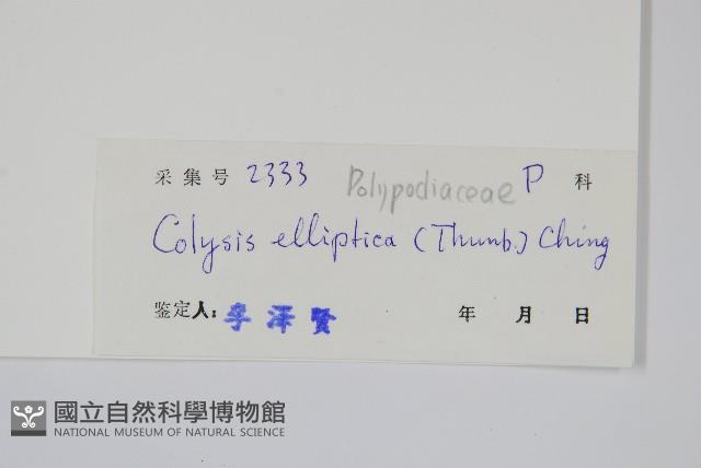 橢圓線蕨藏品圖，第2張